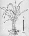 A Manual of Water Plants