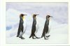 Antarctica: The Last Great Wilderness - 16 Postcards of Penguins & Icebergs