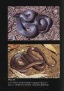 Snakes of Australia