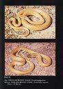 Snakes of Australia