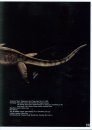 A Pictorial Guide to Paleontology: Prehistoric Aquatic Reptiles: Skeletal and Life Reconstructions of Some Mesozoic Aquatic Reptiles [English / Chinese]