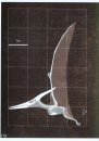 A Pictorial Guide to Paleontology: Pterosaurs: Skeletal and Life Reconstructions of Some Pterosaurs [English / Chinese]
