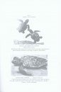 International Encyclopaedia of Reptiles (2-Volume Set)