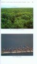 Mangroves of India