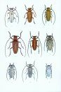 The Beetles of the World, Volume 2, Supplement 1: Cerambycidae : New or Little Known Rosenbergia / Rosenbergia Nouveaux ou Peu Connus