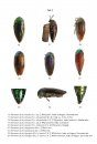 Review of the Indo-Pacific Buprestidae: I. Julodinae Lac.