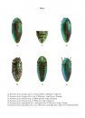 Review of the Indo-Pacific Buprestidae: I. Julodinae Lac.