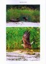 Ireland's First + 100 Years 100 Photos: White Tailed Sea Eagles