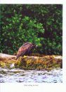 Ireland's First + 100 Years 100 Photos: White Tailed Sea Eagles