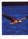 Ireland's First + 100 Years 100 Photos: White Tailed Sea Eagles
