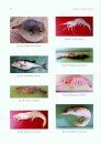 Ichthyofauna and Decapod Crustacean Fauna of Nuanai Estuary, Odisha