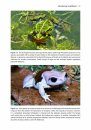 Amphibian Survey and Monitoring Handbook