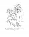 Flora del Valle de Tehuacán-Cuicatlán, Volume 8: Melastomataceae
