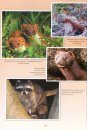 Mammals, Amphibians and Reptiles of the North East
