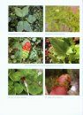 Flora Belarusi - Sosudistye Rasteniia, Tom 2 : Liliopsida [Flora of Belarus - Vascular Plants, Volume 2: Liliopsida]
