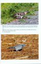 Cyprus Bird Report 2012