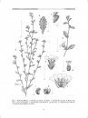 Flora del Valle de Tehuacán-Cuicatlán, Volume 43: Turneraceae