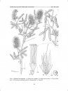 Flora del Valle de Tehuacán-Cuicatlán, Volume 44: Mimosaceae Tribu Mimoseae