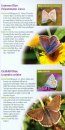 A Guide to Finding Butterflies & Day-Flying Moths in Berkshire, Buckinghamshire & Oxfordshire