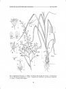 Flora del Valle de Tehuacán-Cuicatlán, Volume 47: Melanthiaceae