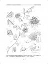 Flora del Valle de Tehuacán-Cuicatlán, Volume 48: Passifloraceae