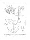 Flora del Valle de Tehuacán-Cuicatlán, Volume 52: Loganiaceae