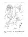 Flora del Valle de Tehuacán-Cuicatlán, Volume 53: Cleomaceae