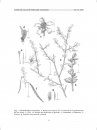 Flora del Valle de Tehuacán-Cuicatlán, Volume 55: Setchellanthaceae