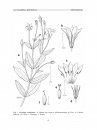 Flora del Valle de Tehuacán-Cuicatlán, Volume 60: Gentianaceae