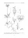 Flora del Valle de Tehuacán-Cuicatlán, Volume 60: Gentianaceae