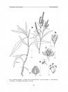 Flora del Valle de Tehuacán-Cuicatlán, Volume 63: Polygonaceae