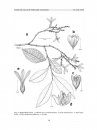 Flora del Valle de Tehuacán-Cuicatlán, Volume 63: Polygonaceae