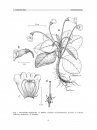 Flora del Valle de Tehuacán-Cuicatlán, Volume 64: Gesneriaceae