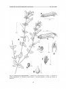 Flora del Valle de Tehuacán-Cuicatlán, Volume 65: Orobanchaceae