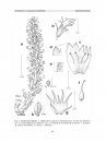 Flora del Valle de Tehuacán-Cuicatlán, Volume 65: Orobanchaceae