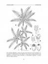 Flora del Valle de Tehuacán-Cuicatlán, Volume 66: Burseraceae