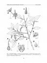 Flora del Valle de Tehuacán-Cuicatlán, Volume 68: Urticaceae