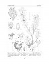 Flora del Valle de Tehuacán-Cuicatlán, Volume 74: Buxaceae