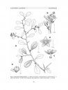 Flora del Valle de Tehuacán-Cuicatlán, Volume 76: Celastraceae