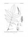 Flora del Valle de Tehuacán-Cuicatlán, Volume 77: Juglandaceae