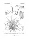 Flora del Valle de Tehuacán-Cuicatlán, Volume 79: Asphodelaceae