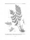 Flora del Valle de Tehuacán-Cuicatlán, Volume 80: Pteridaceae