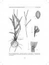Flora del Valle de Tehuacán-Cuicatlán, Volume 81: Poaceae