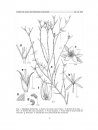 Flora del Valle de Tehuacán-Cuicatlán, Volume 84: Anacampserotaceae