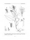 Flora del Valle de Tehuacán-Cuicatlán, Volume 85: Plumbaginaceae