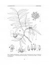 Flora del Valle de Tehuacán-Cuicatlán, Volume 86: Sapindaceae