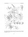Flora del Valle de Tehuacán-Cuicatlán, Volume 86: Sapindaceae