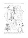 Flora del Valle de Tehuacán-Cuicatlán, Volume 87: Salicaceae