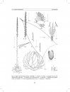 Flora del Valle de Tehuacán-Cuicatlán, Volume 88: Agavaceae