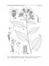 Flora del Valle de Tehuacán-Cuicatlán, Volume 89: Asteraceae